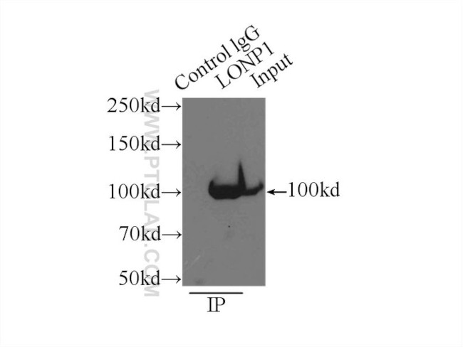 LONP1 Antibody in Immunoprecipitation (IP)