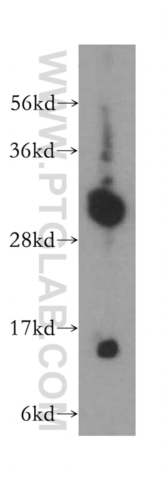 Syntaxin 3 Antibody in Western Blot (WB)