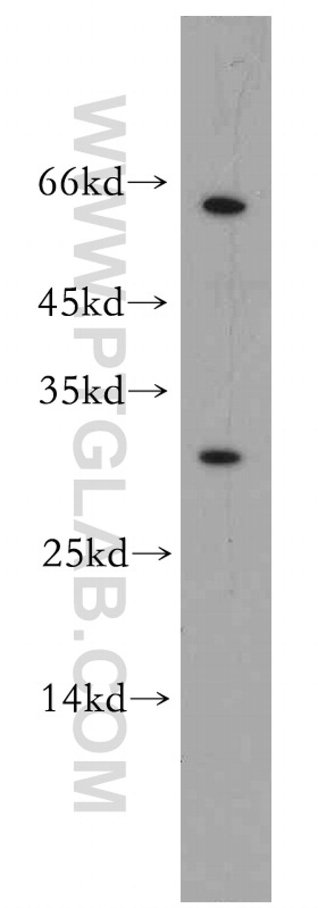 REXO2 Antibody in Western Blot (WB)