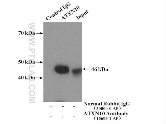 ATXN10 Antibody in Immunoprecipitation (IP)