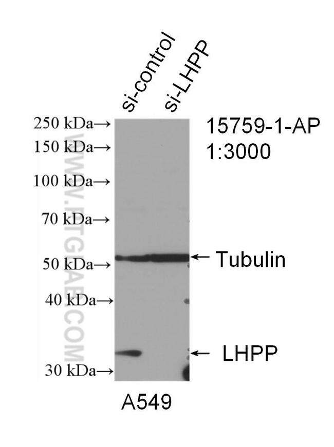 LHPP Antibody in Western Blot (WB)