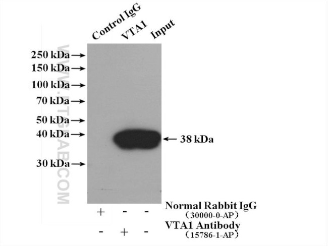 VTA1 Antibody in Immunoprecipitation (IP)