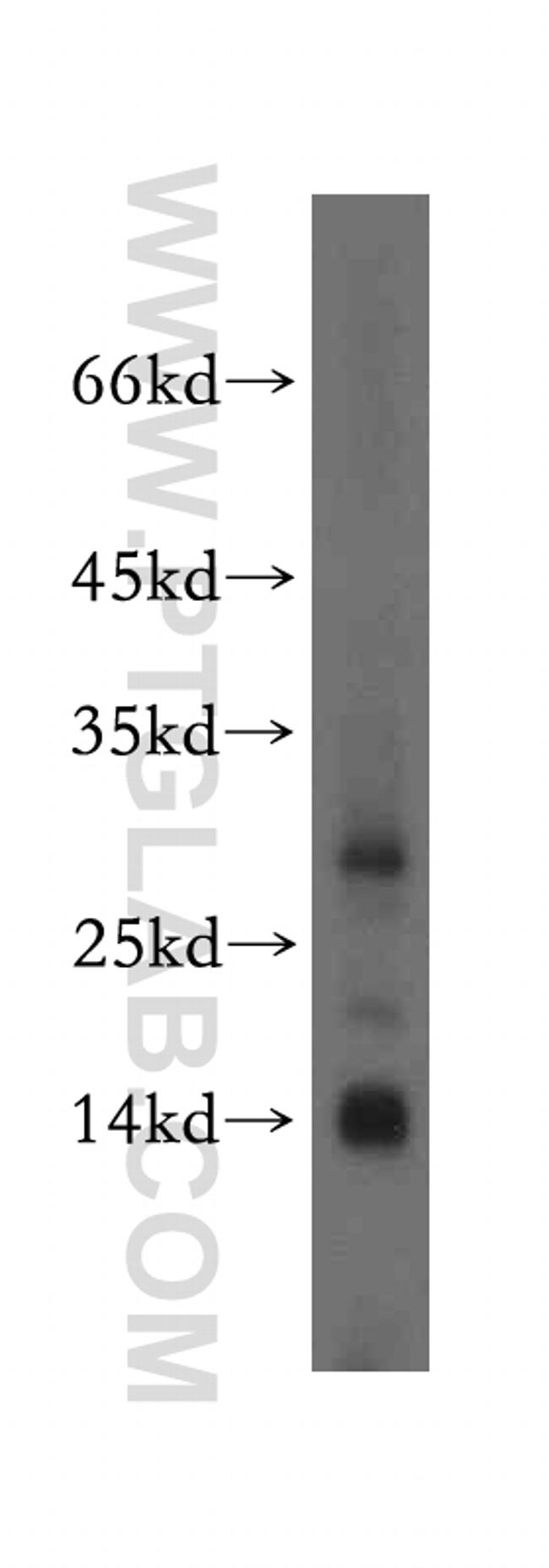 MRPS2 Antibody in Western Blot (WB)