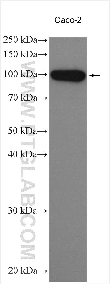 KIF20A Antibody in Western Blot (WB)