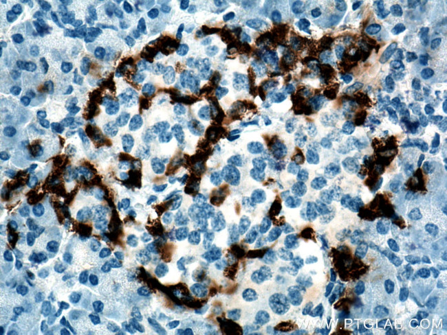 Glucagon Antibody in Immunohistochemistry (Paraffin) (IHC (P))