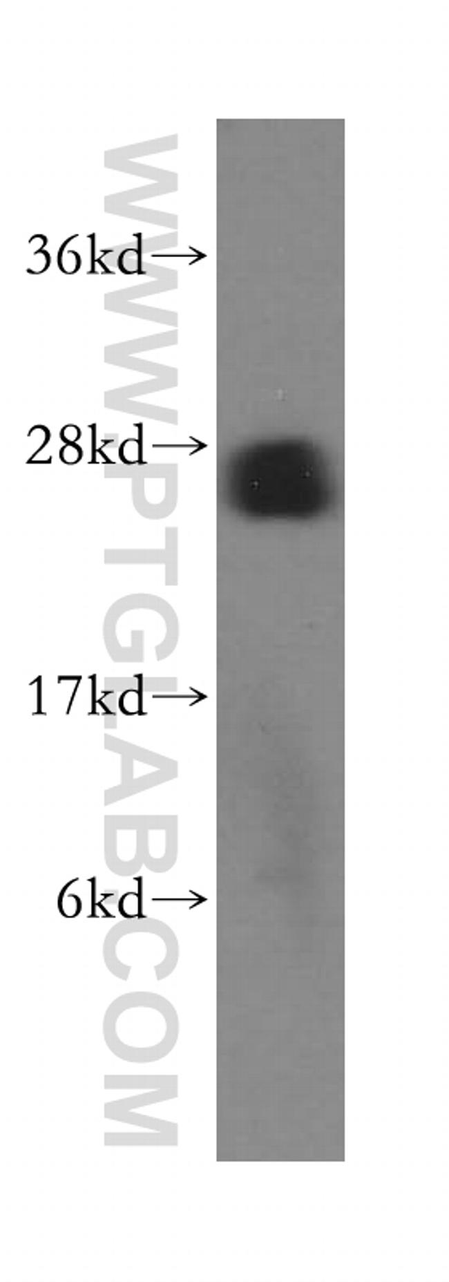 BNIP1 Antibody in Western Blot (WB)