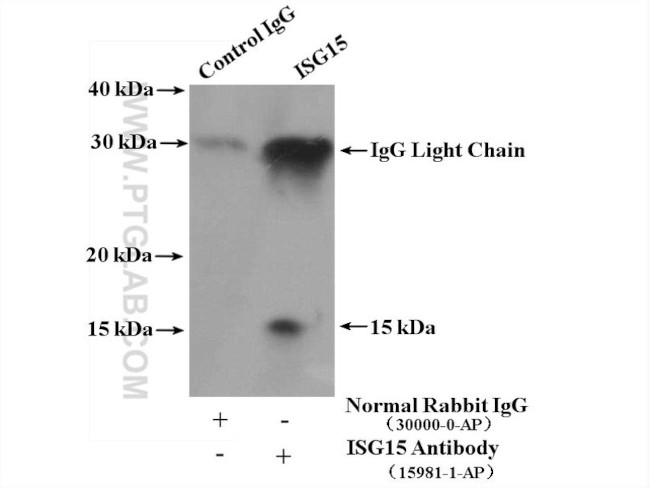 ISG15 Antibody in Immunoprecipitation (IP)