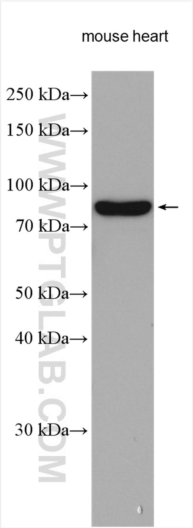 ABCF3 Antibody in Western Blot (WB)