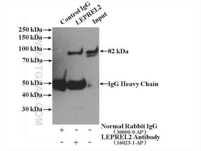 P3H3 Antibody in Immunoprecipitation (IP)