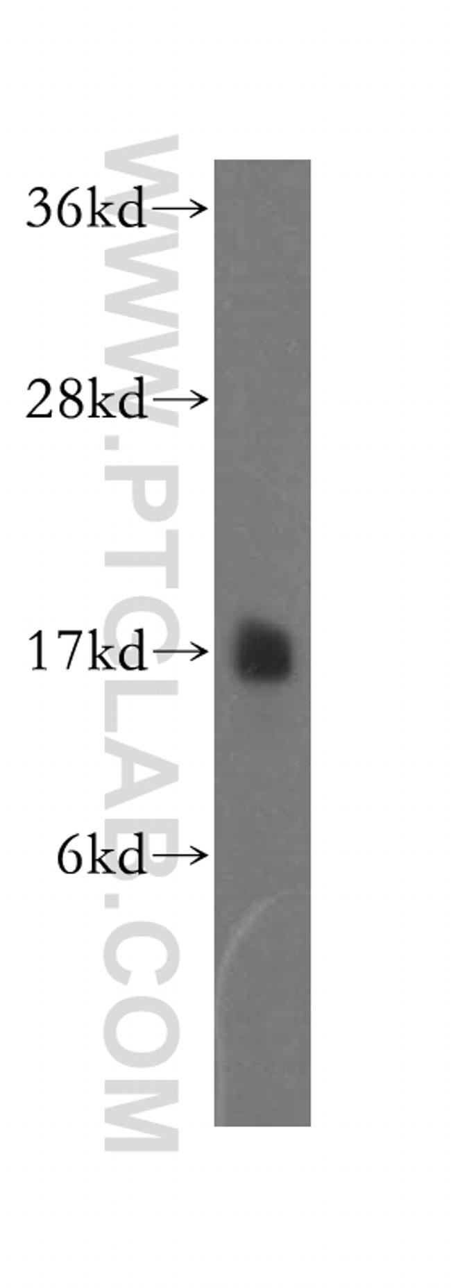 NDUFB6 Antibody in Western Blot (WB)