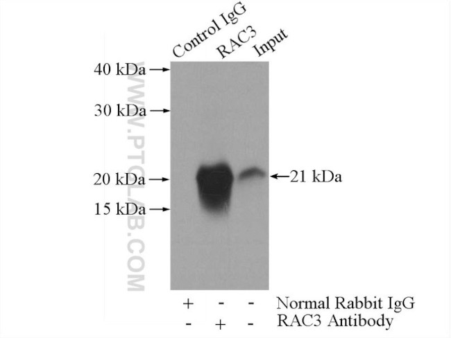 RAC1/2/3 Antibody in Immunoprecipitation (IP)