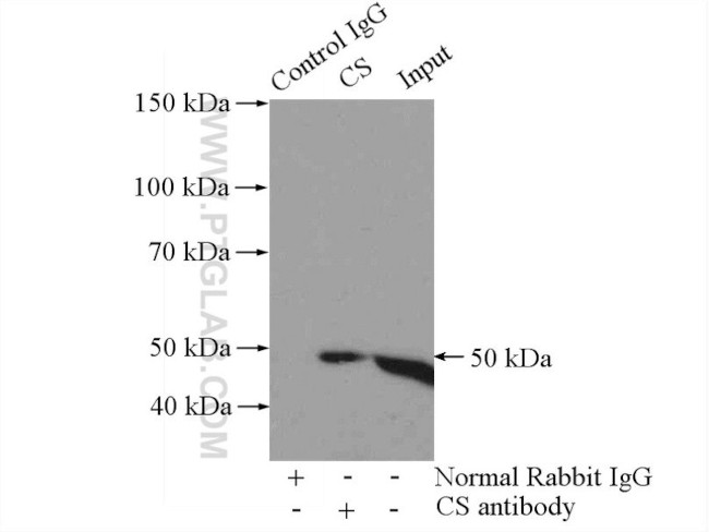 Citrate synthase Antibody in Immunoprecipitation (IP)