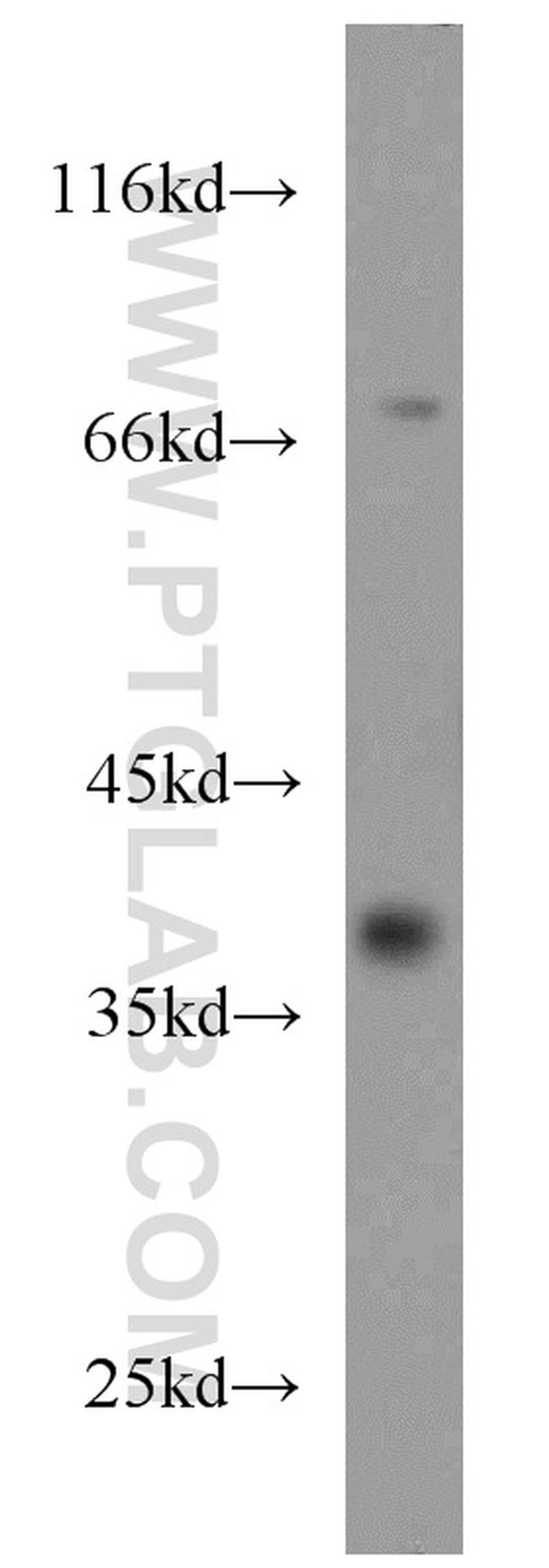 CDC37L1 Antibody in Western Blot (WB)