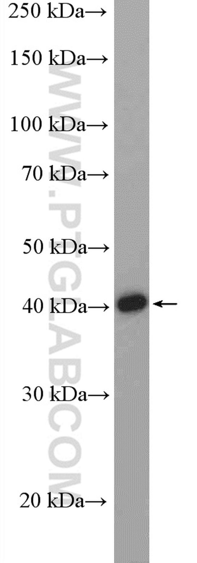 PNMA2 Antibody in Western Blot (WB)