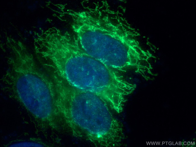 MRPL46 Antibody in Immunocytochemistry (ICC/IF)