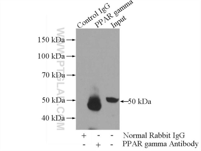PPAR gamma Antibody in Immunoprecipitation (IP)