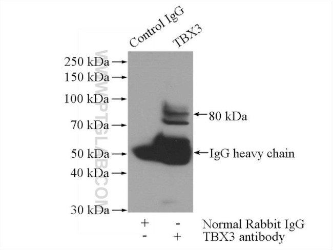 TBX3 Antibody in Immunoprecipitation (IP)