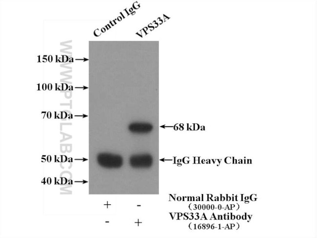 VPS33A Antibody in Immunoprecipitation (IP)