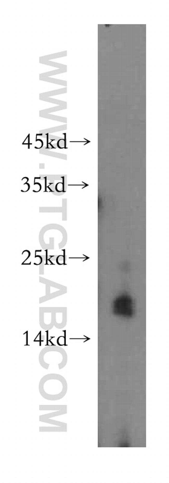 MRPS11 Antibody in Western Blot (WB)