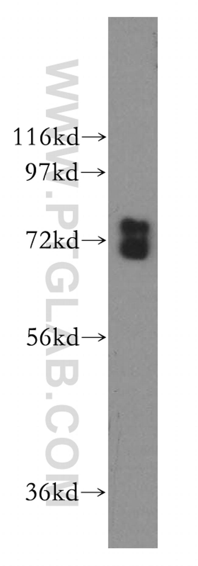 GUF1 Antibody in Western Blot (WB)