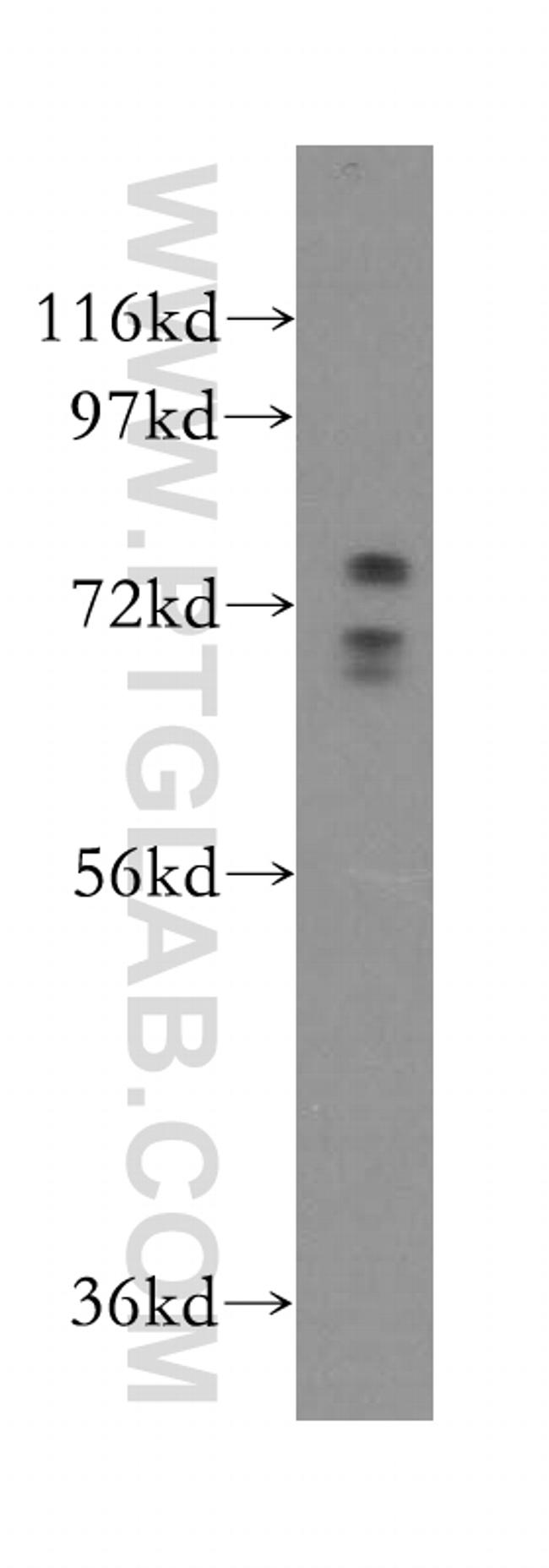 GUF1 Antibody in Western Blot (WB)