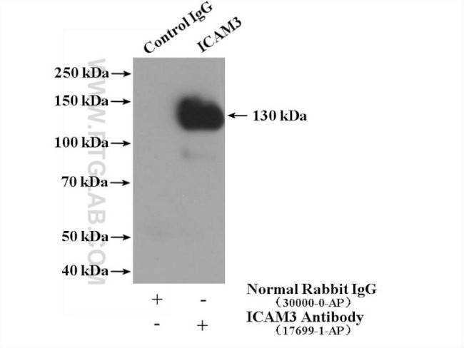 ICAM3 Antibody in Immunoprecipitation (IP)