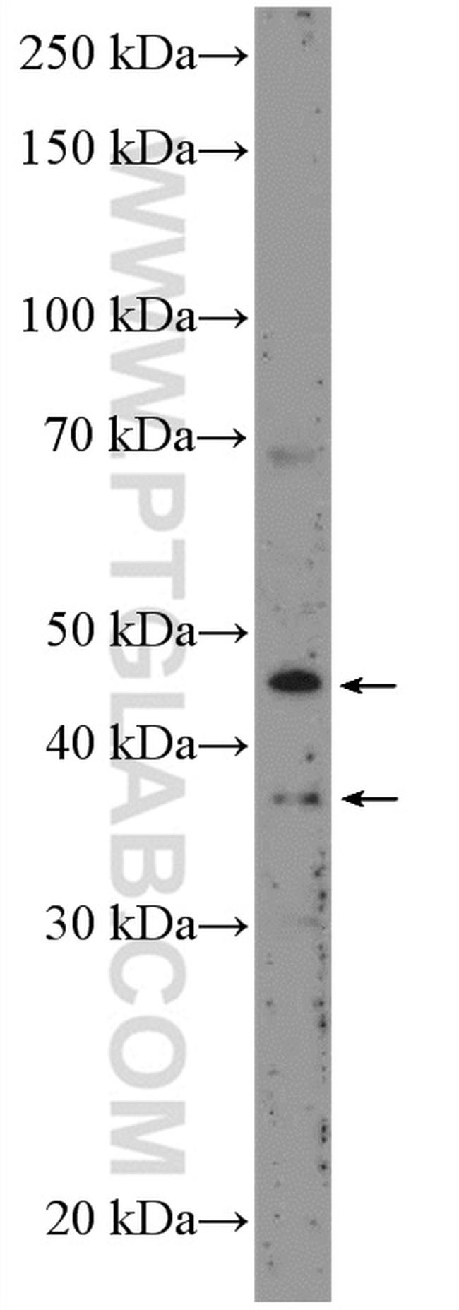 BMP9 Antibody in Western Blot (WB)