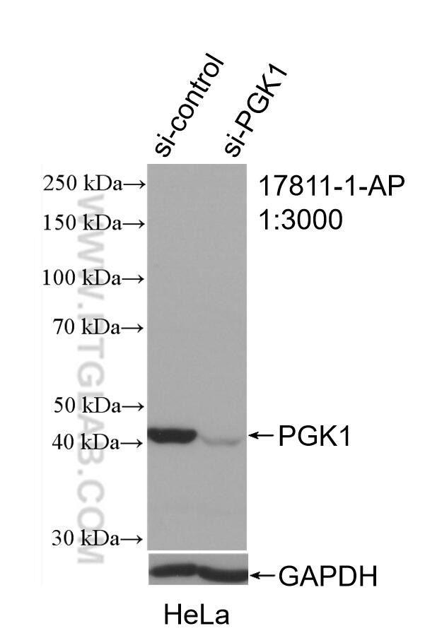 PGK1 Antibody in Western Blot (WB)