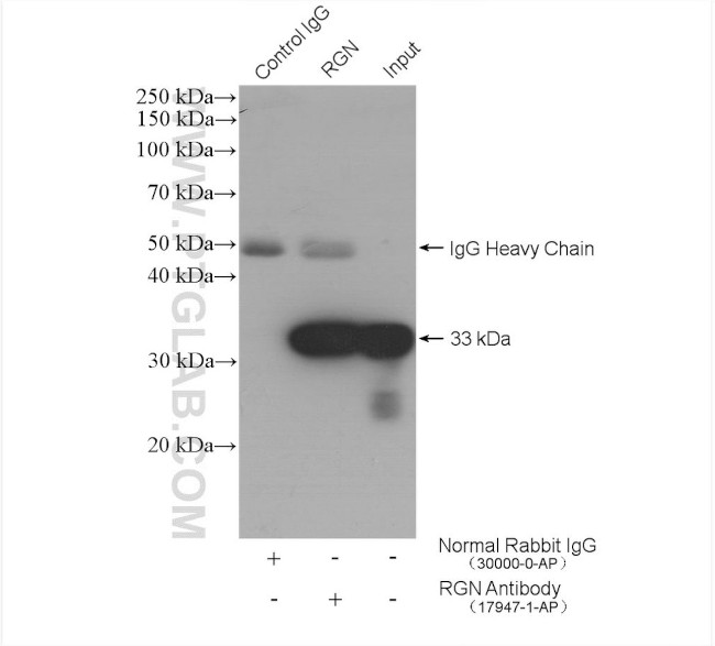 RGN/SMP30 Antibody in Immunoprecipitation (IP)