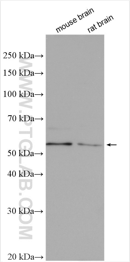 RAB11FIP2 Antibody in Western Blot (WB)
