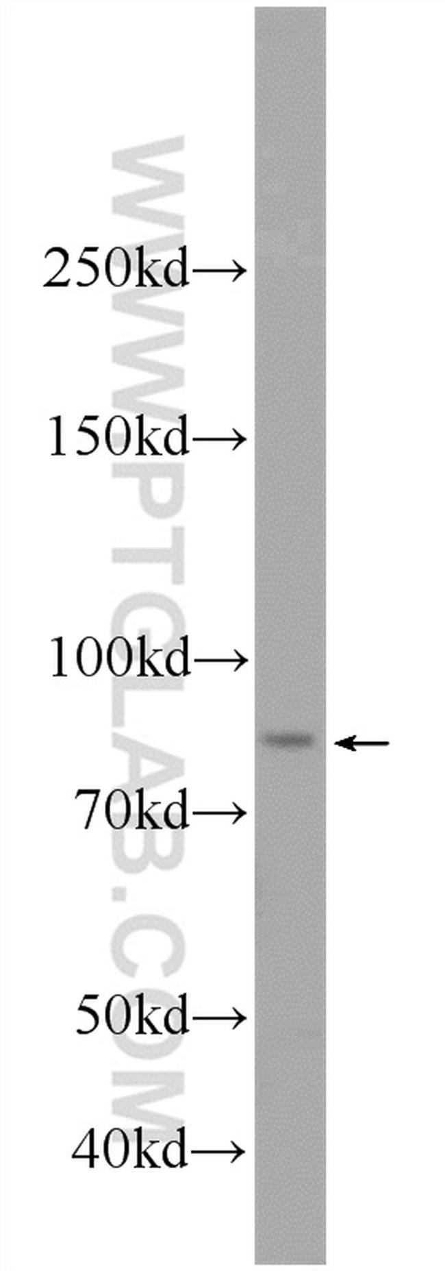 VWA2 Antibody in Western Blot (WB)