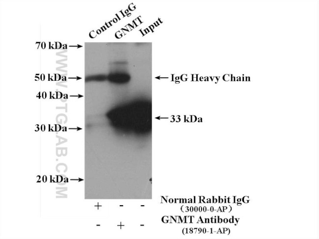 GNMT Antibody in Immunoprecipitation (IP)