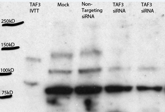 TAF3 Antibody in Western Blot (WB)