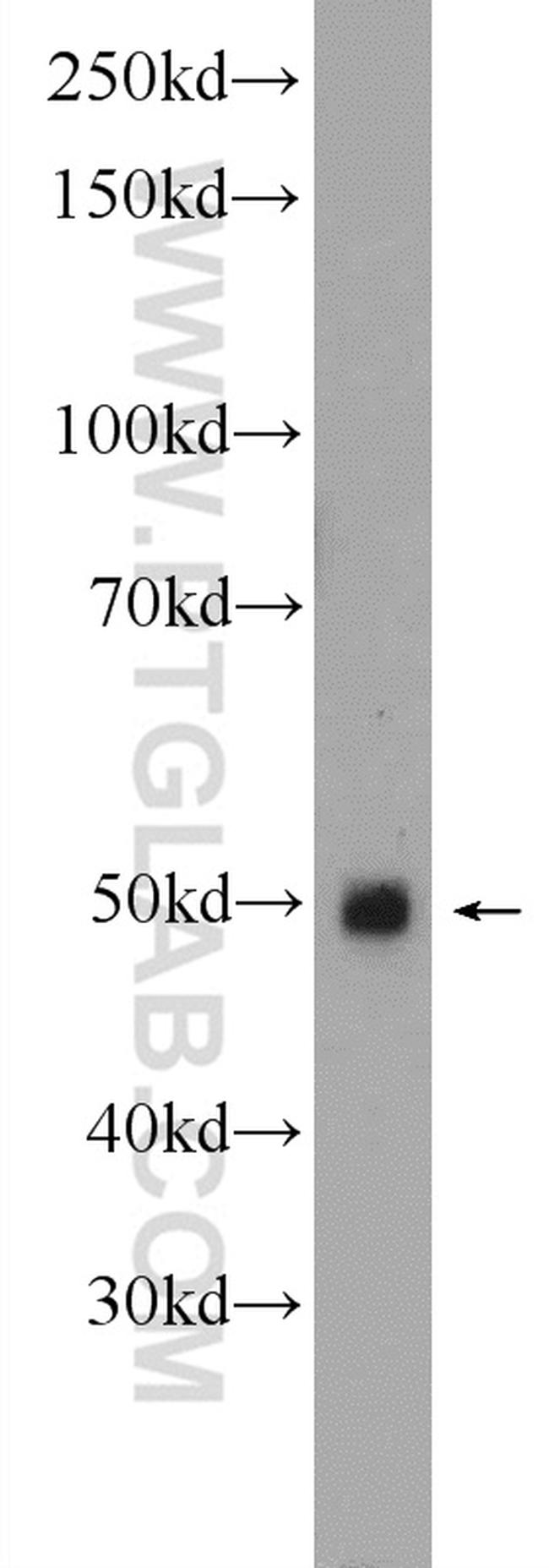 GDF8/Myostatin Antibody in Western Blot (WB)