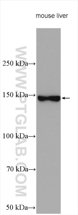 Aldehyde oxidase Antibody in Western Blot (WB)