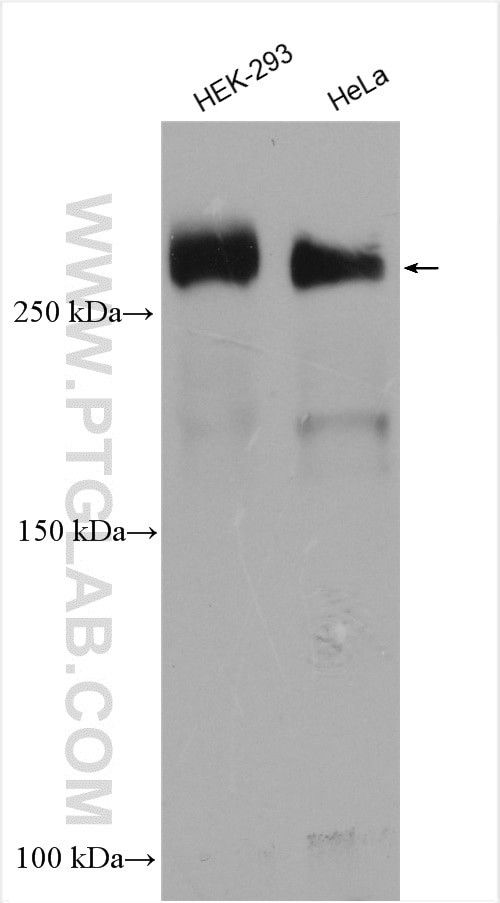 PCM1 Antibody in Western Blot (WB)