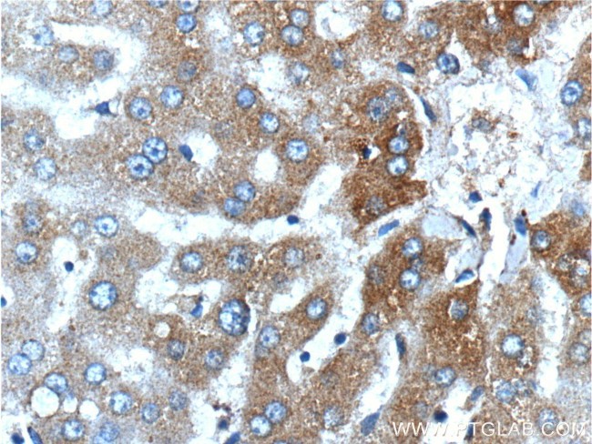 CYP1A2 Antibody in Immunohistochemistry (Paraffin) (IHC (P))