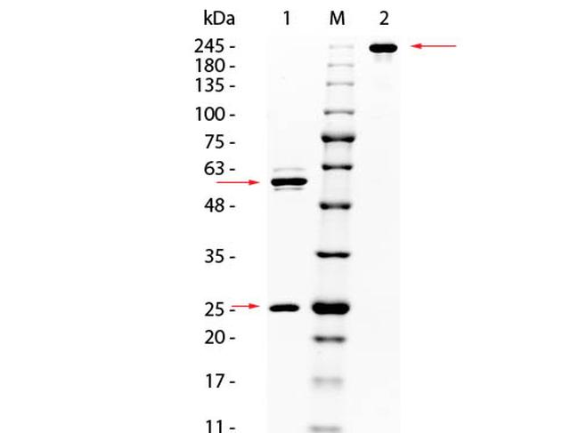 AKT Antibody in SDS-PAGE (SDS-PAGE)