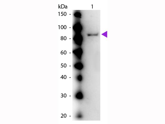 Urease Antibody in Western Blot (WB)