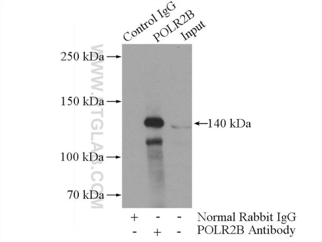 POLR2B Antibody in Immunoprecipitation (IP)