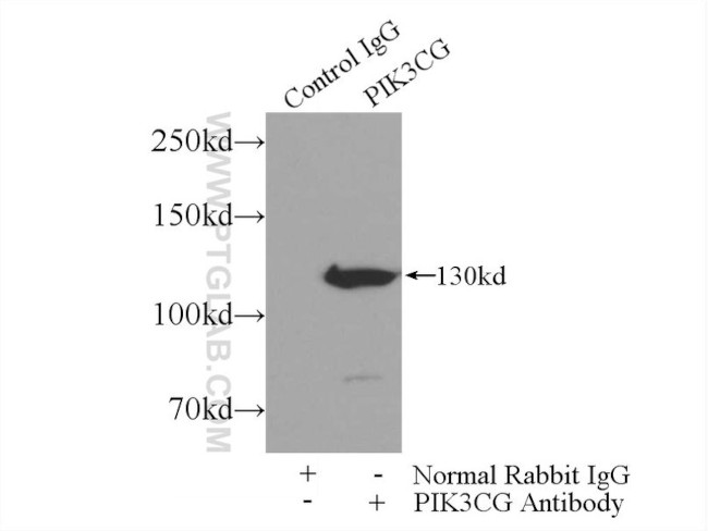 PI3K p110(gamma) Antibody in Immunoprecipitation (IP)