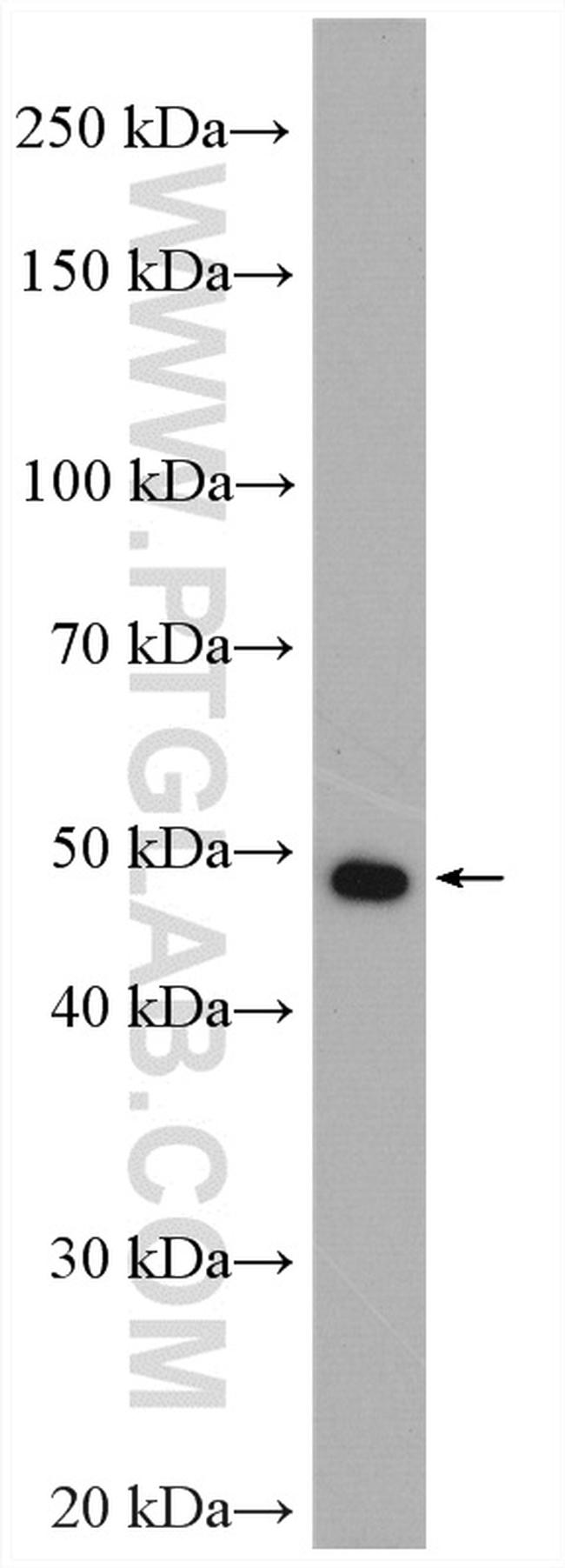 LIS1 Antibody in Western Blot (WB)