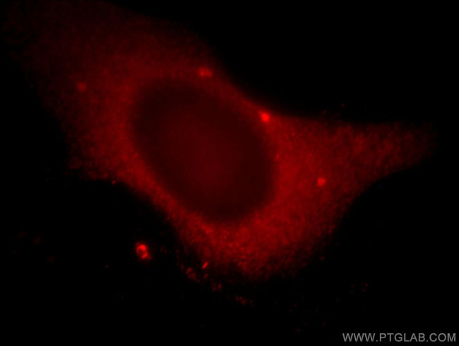 WDR24 Antibody in Immunocytochemistry (ICC/IF)