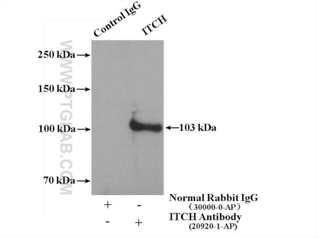 ITCH Antibody in Immunoprecipitation (IP)