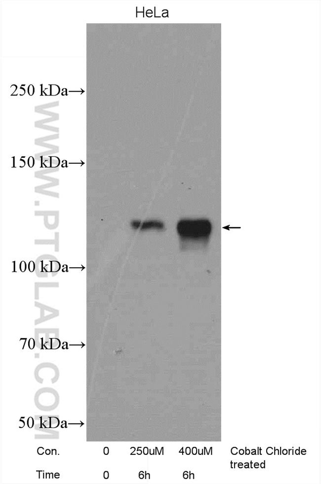 HIF1a Antibody in Western Blot (WB)