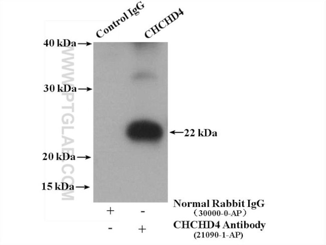 CHCHD4 Antibody in Immunoprecipitation (IP)