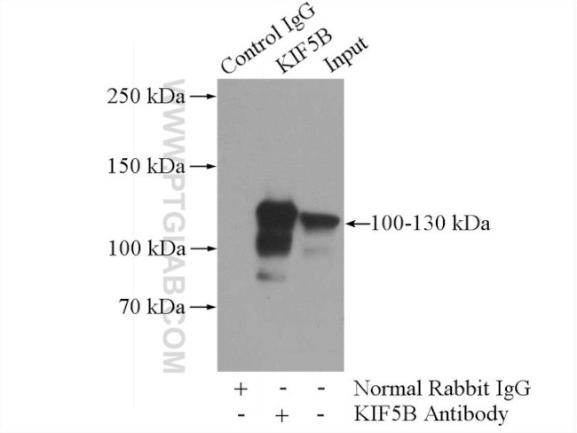 KIF5B Antibody in Immunoprecipitation (IP)