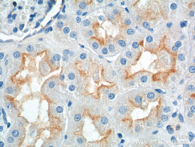 SLC13A2 Antibody in Immunohistochemistry (Paraffin) (IHC (P))