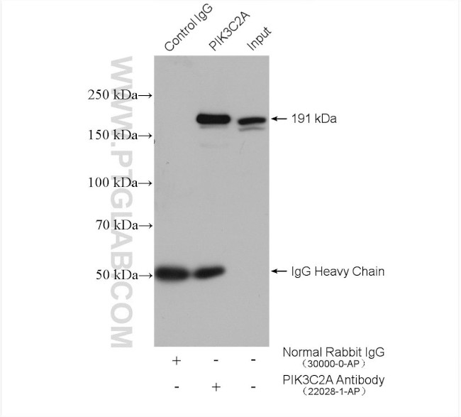 PIK3C2A Antibody in Immunoprecipitation (IP)