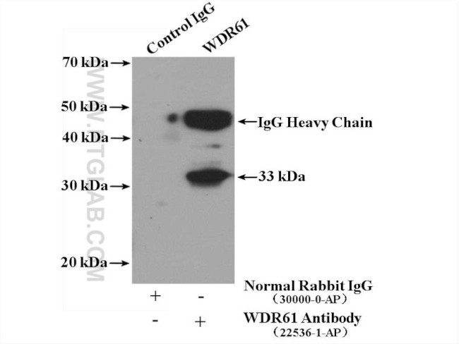 WDR61 Antibody in Immunoprecipitation (IP)